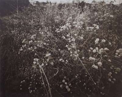 Photogravure from 8x10 pinhole photo