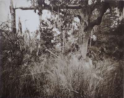 Photogravure from 8x10 pinhole photo