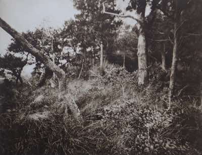 Photogravure from 8x10 pinhole photo