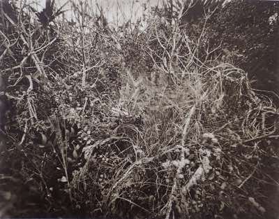 Photogravure from 8x10 pinhole photo