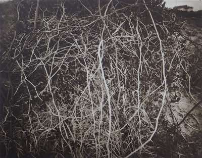 Photogravure from 8x10 pinhole photo