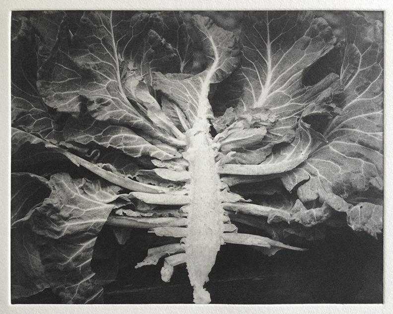 collardsskylightweb
