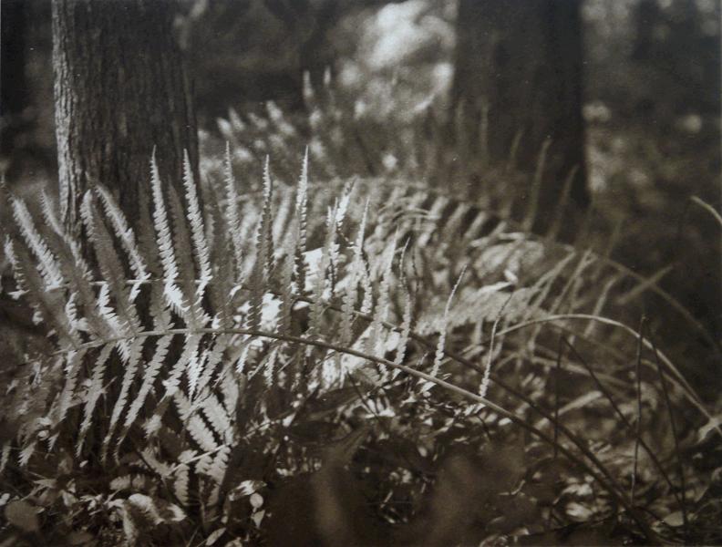 ferns