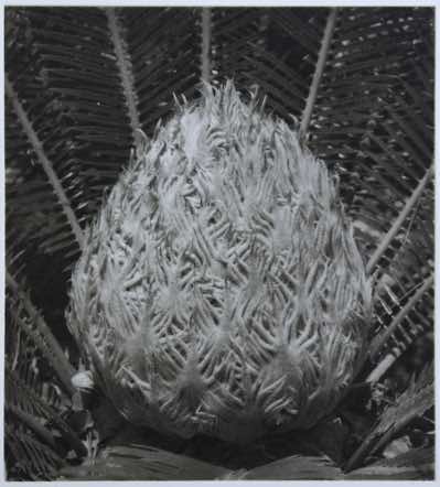 exposed and etched with analogue aquatint screen