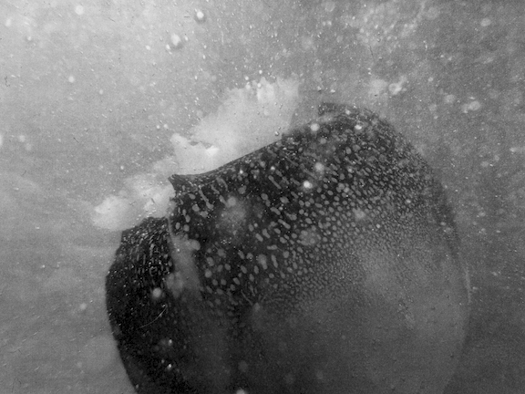 skylightjellyfishweb