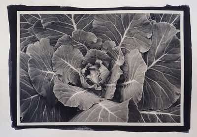 cyanotype toned with yerba maté