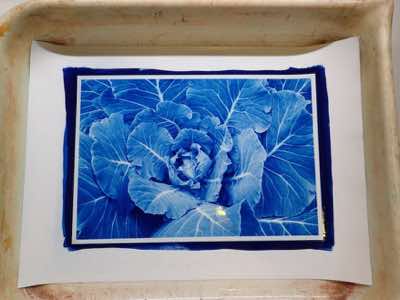 Cyanotype, pre-toning